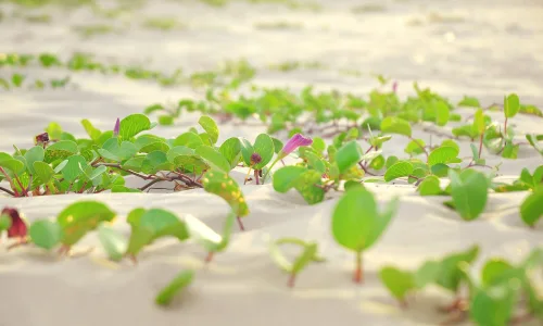 【12262】植物壁纸  2K 高清壁纸2560_1600@青蛙壁纸-笨猫小站