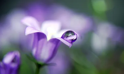 【12263】植物壁纸  2K 高清壁纸2560_1600@青蛙壁纸-笨猫小站