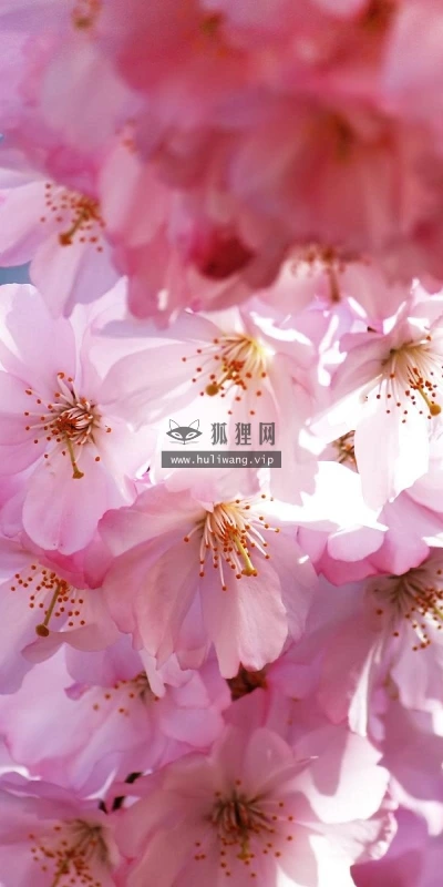 【12264】壁纸  2K 高清壁纸2560_1600@青蛙壁纸-笨猫小站