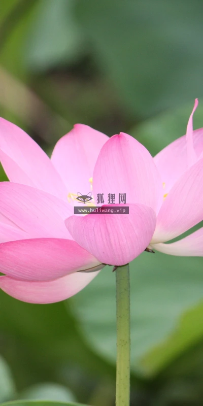 【12266】壁纸  2K 高清壁纸2560_1600@青蛙壁纸-笨猫小站