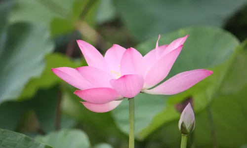 【12266】壁纸  2K 高清壁纸2560_1600@青蛙壁纸-笨猫小站