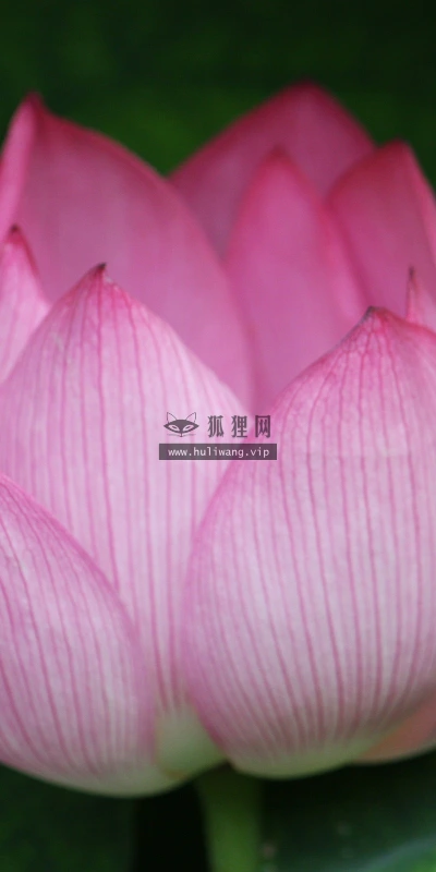 【12271】壁纸  2K 高清壁纸2560_1600@青蛙壁纸-笨猫小站