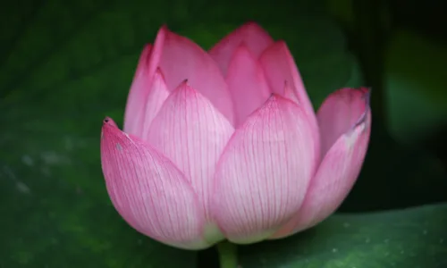 【12271】壁纸  2K 高清壁纸2560_1600@青蛙壁纸-笨猫小站