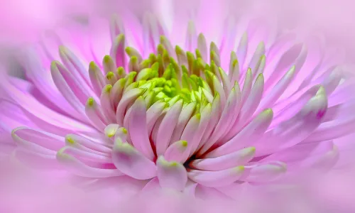 【12273】壁纸  2K 高清壁纸2560_1600@青蛙壁纸-笨猫小站