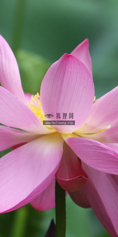 【12274】壁纸  2K 高清壁纸2560_1600@青蛙壁纸-笨猫小站