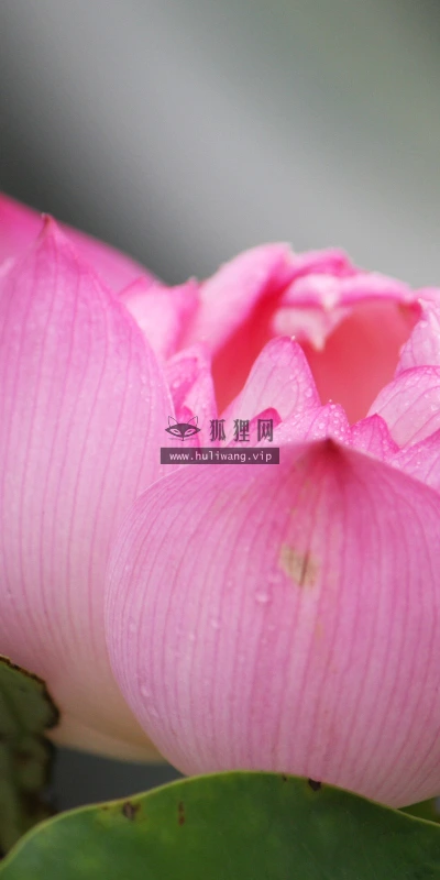 【12275】壁纸  2K 高清壁纸2560_1600@青蛙壁纸-笨猫小站