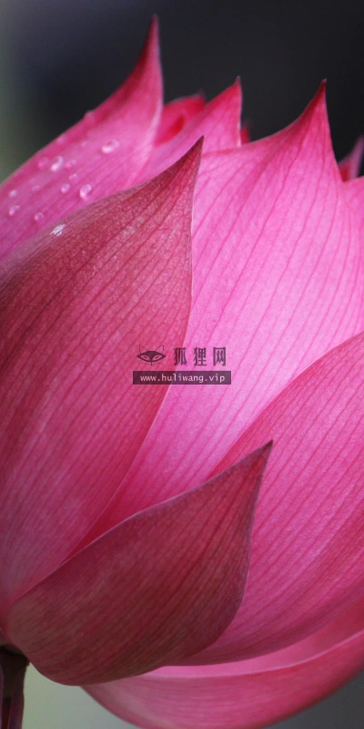 【12276】壁纸  2K 高清壁纸2560_1600@青蛙壁纸-笨猫小站