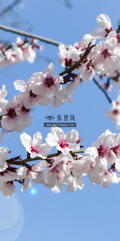 【12277】壁纸  2K 高清壁纸2560_1600@青蛙壁纸-笨猫小站