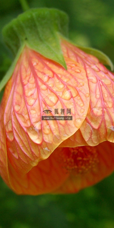【12279】壁纸  2K 高清壁纸2560_1600@青蛙壁纸-笨猫小站