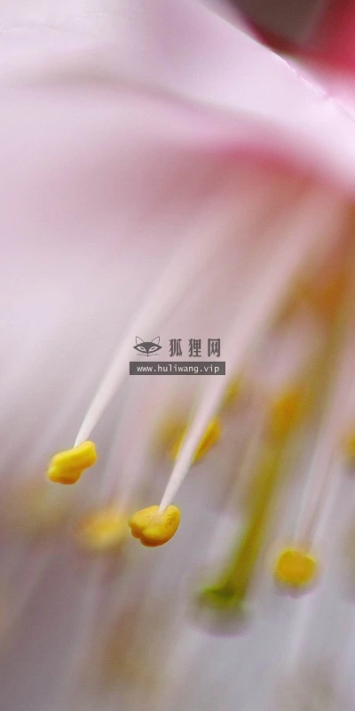 【12280】壁纸  2K 高清壁纸2560_1600@青蛙壁纸-笨猫小站