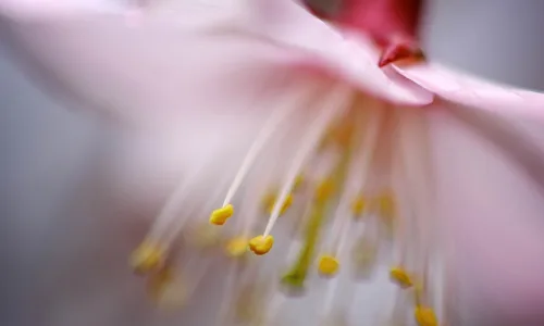 【12280】壁纸  2K 高清壁纸2560_1600@青蛙壁纸-笨猫小站