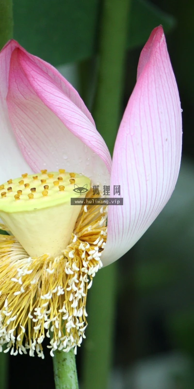 【12284】壁纸  2K 高清壁纸2560_1600@青蛙壁纸-笨猫小站