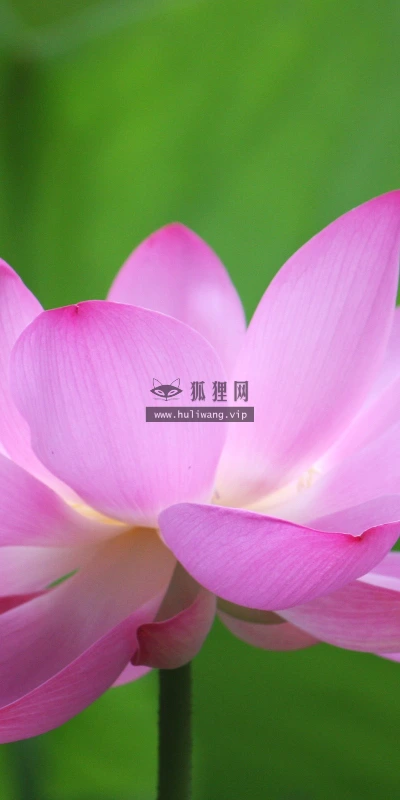【12285】壁纸  2K 高清壁纸2560_1600@青蛙壁纸-笨猫小站
