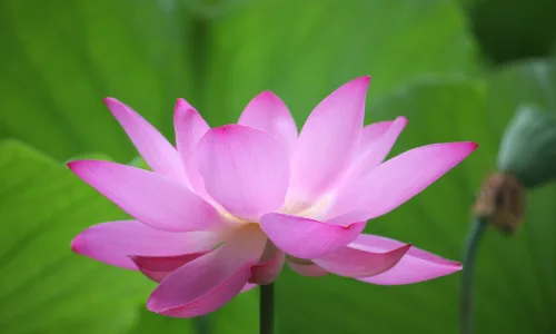 【12285】壁纸  2K 高清壁纸2560_1600@青蛙壁纸-笨猫小站