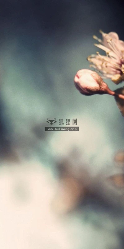 【12286】壁纸  2K 高清壁纸2560_1600@青蛙壁纸-笨猫小站