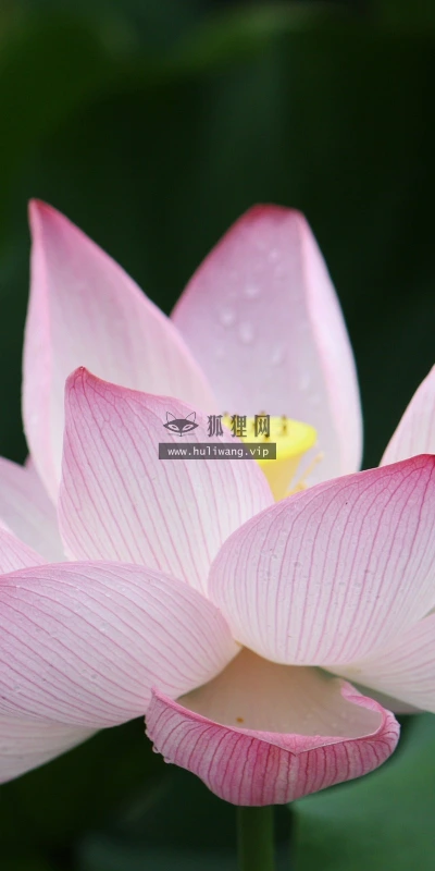 【12288】壁纸  2K 高清壁纸2560_1600@青蛙壁纸-笨猫小站