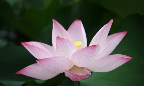 【12288】壁纸  2K 高清壁纸2560_1600@青蛙壁纸-笨猫小站