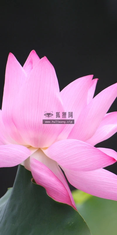 【12290】壁纸  2K 高清壁纸2560_1600@青蛙壁纸-笨猫小站