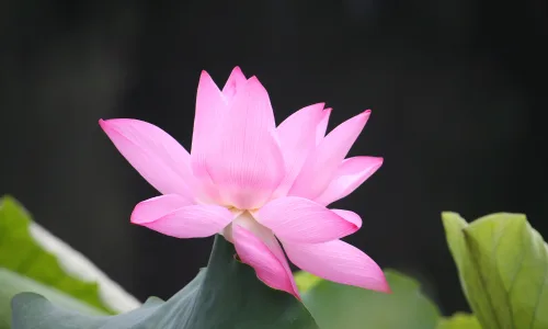 【12290】壁纸  2K 高清壁纸2560_1600@青蛙壁纸-笨猫小站