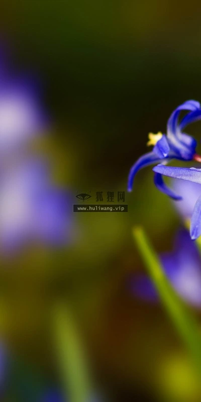 【12294】植物壁纸  2K 高清壁纸2560_1600@青蛙壁纸-笨猫小站