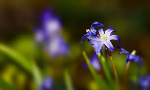 【12294】植物壁纸  2K 高清壁纸2560_1600@青蛙壁纸-笨猫小站