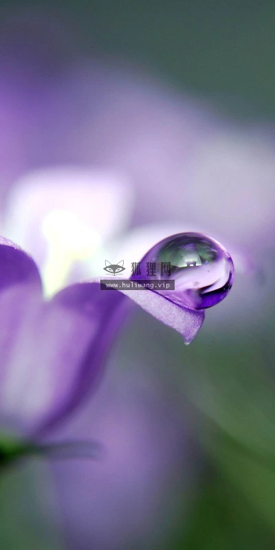 【12295】植物壁纸  2K 高清壁纸2560_1600@青蛙壁纸-笨猫小站