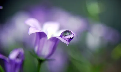 【12295】植物壁纸  2K 高清壁纸2560_1600@青蛙壁纸-笨猫小站