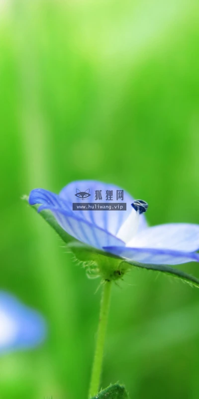 【12296】植物壁纸  2K 高清壁纸2560_1600@青蛙壁纸-笨猫小站