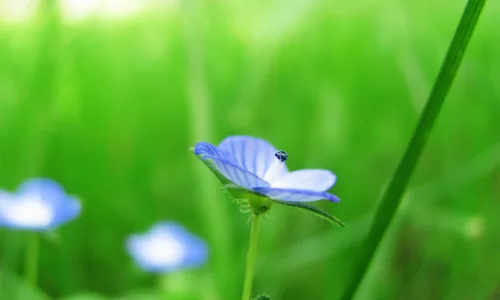 【12296】植物壁纸  2K 高清壁纸2560_1600@青蛙壁纸-笨猫小站