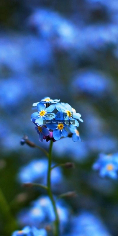 【12297】植物壁纸  2K 高清壁纸2560_1600@青蛙壁纸-笨猫小站