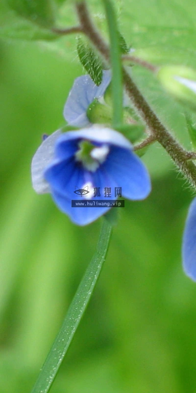 【12298】植物壁纸  2K 高清壁纸2560_1600@青蛙壁纸-笨猫小站