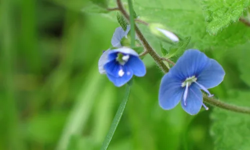 【12298】植物壁纸  2K 高清壁纸2560_1600@青蛙壁纸-笨猫小站
