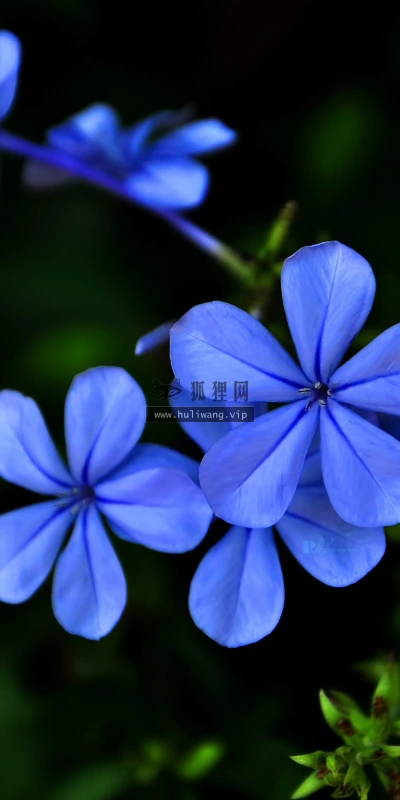 【12299】植物壁纸  2K 高清壁纸2560_1600@青蛙壁纸-笨猫小站