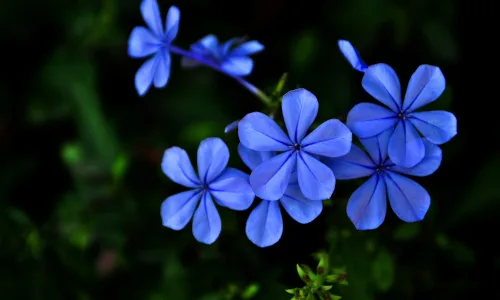 【12299】植物壁纸  2K 高清壁纸2560_1600@青蛙壁纸-笨猫小站