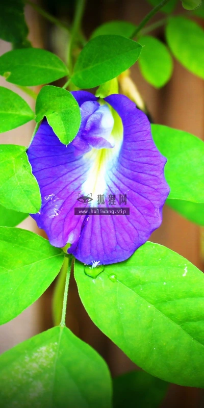 【12302】植物壁纸  2K 高清壁纸2560_1600@青蛙壁纸-笨猫小站