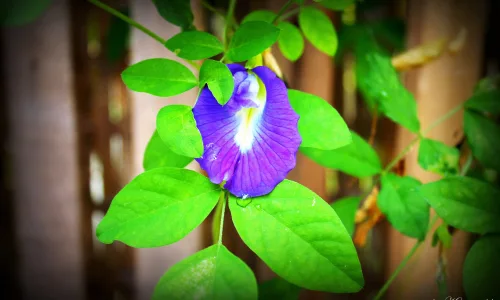 【12302】植物壁纸  2K 高清壁纸2560_1600@青蛙壁纸-笨猫小站