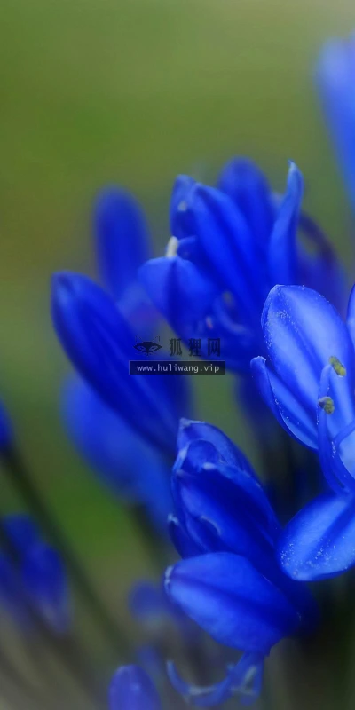 【12304】植物壁纸  2K 高清壁纸2560_1600@青蛙壁纸-笨猫小站