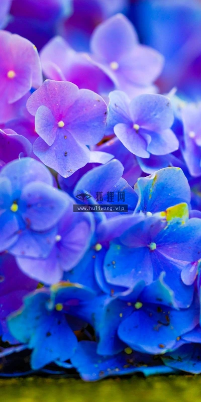 【12305】植物壁纸  2K 高清壁纸2560_1600@青蛙壁纸-笨猫小站
