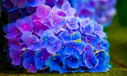 【12305】植物壁纸  2K 高清壁纸2560_1600@青蛙壁纸-笨猫小站