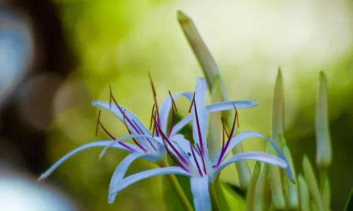 【12308】植物壁纸  2K 高清壁纸2560_1600@青蛙壁纸-笨猫小站