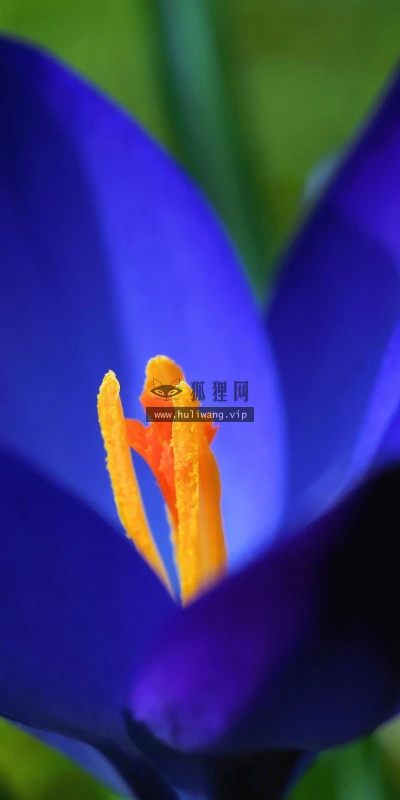 【12309】植物壁纸  2K 高清壁纸2560_1600@青蛙壁纸-笨猫小站