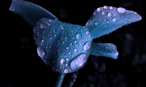 【12311】植物壁纸  2K 高清壁纸2560_1600@青蛙壁纸-笨猫小站