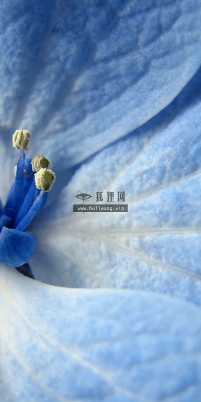 【12312】植物壁纸  2K 高清壁纸2560_1600@青蛙壁纸-笨猫小站