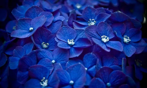 【12313】植物壁纸  2K 高清壁纸2560_1600@青蛙壁纸-笨猫小站