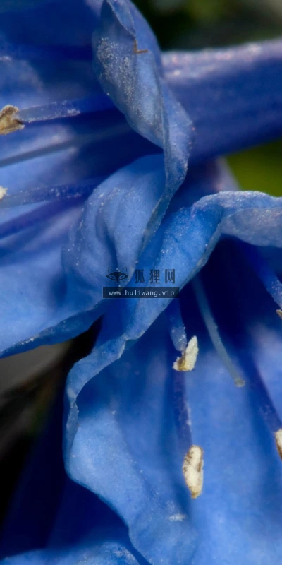 【12314】植物壁纸  2K 高清壁纸2560_1600@青蛙壁纸-笨猫小站