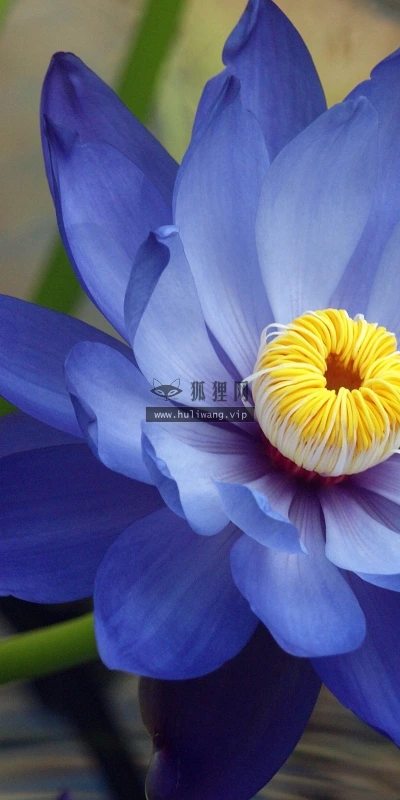 【12315】植物壁纸  2K 高清壁纸2560_1600@青蛙壁纸-笨猫小站