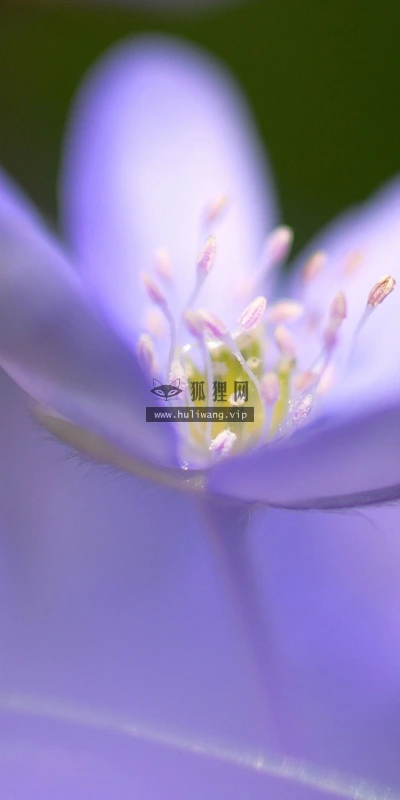 【12317】植物壁纸  2K 高清壁纸2560_1600@青蛙壁纸-笨猫小站