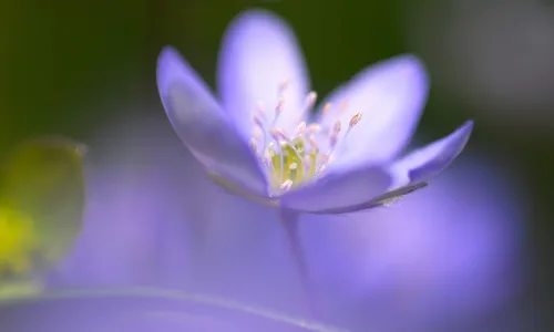 【12317】植物壁纸  2K 高清壁纸2560_1600@青蛙壁纸-笨猫小站