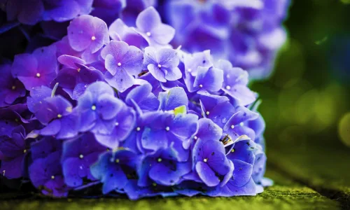 【12318】植物壁纸  2K 高清壁纸2560_1600@青蛙壁纸-笨猫小站