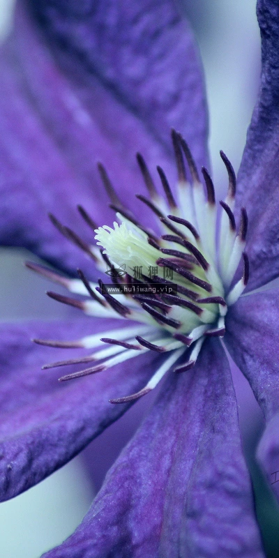 【12319】植物壁纸  2K 高清壁纸2560_1600@青蛙壁纸-笨猫小站